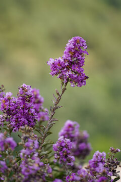 lilac flowers in the garden