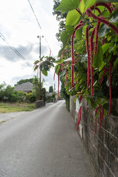 田舎の路地裏に咲くベニヒモノキの赤く細長い花