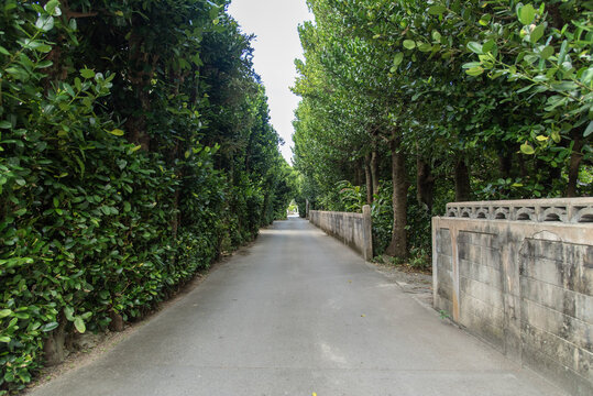 フクギや南国植物の並木やコンクリートの壁のある直線の道