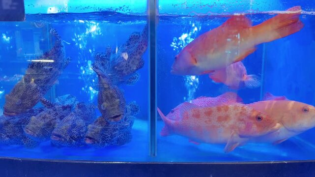 Supermarket Live Seafood Display &ndash; Fresh Crabs, Lobsters, Prawns, Mussels, Clams and Other Shellfish in Aerated Aquarium
