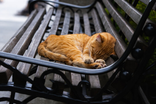 A cute ginger tabby cat sleeping peacefully curled up on a wooden park bench. Stray red kitten resting outdoors on a city bench, street pet and animal care concept.
