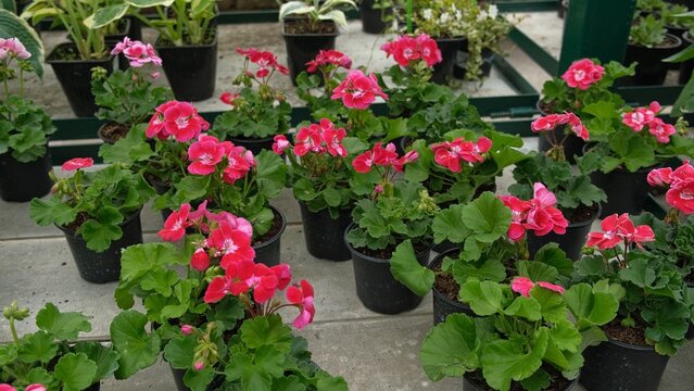 Closeup pink pelargonium flowers greenhouse, potted plants, lush green soft leaves, ideal for broll intro. Decorative Bright blossoms in greenhouse setting. Vivid pelargoniums. Beautiful Nature video