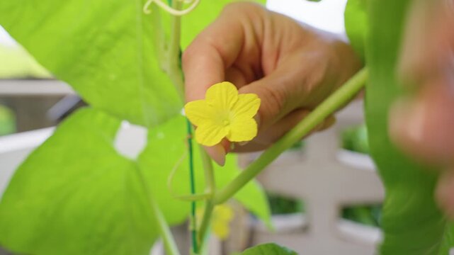 Close Up of Fingers Preparing a Yellow Melon Flower on a Green Vine for Manual Pollination And Better Fruit Production