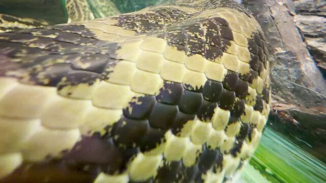 A large python rests quietly inside its enclosure at the Saint Petersburg zoo. This fascinating animal inspires a sense of calm wonder and quiet joy.