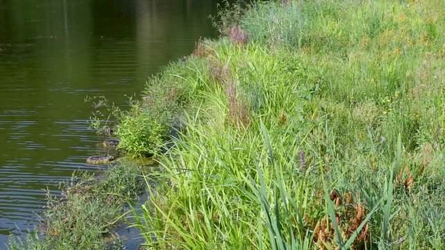 Cyperus like sedge planted at the water's edge to restore and naturalize the banks of a pond. the leaves swaying in a light breeze. Carex pseudocyperus, Indre-et-Loire, r&eacute;gion Centre, France, Europe