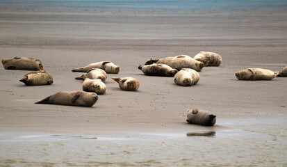 Phoque gris, © JAG IMAGES