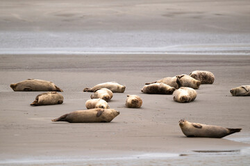 Phoque gris, © JAG IMAGES