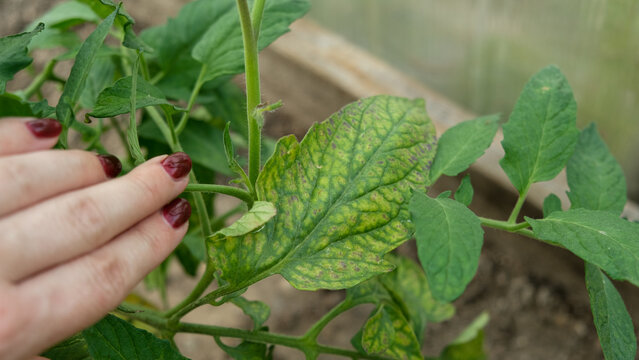 Macro of tomato leaf infected with late blight fungal disease in greenhouse. Phytophthora infestans spots on plant foliage in local hothouse. Crop protection, agronomy and agriculture concept. Real 4K