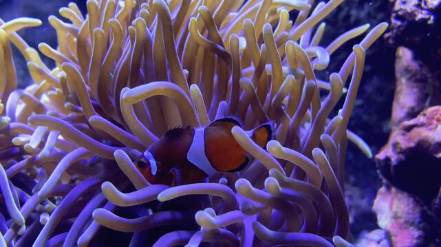 Clownfish swimming among sea anemone close-up