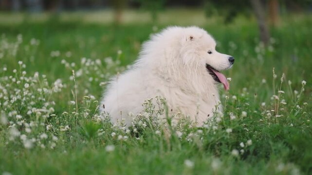 Fluffy White Samoyed Dog Lying in Green Clover Grass Outdoors