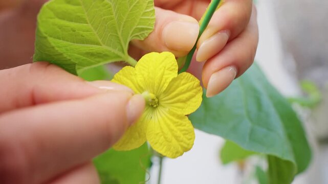 Prepared Male Melon Flower Touches the Center of a Female Blossom As Fingers Perform Manual Pollination for Controlled Fruit Set in a Home Garden