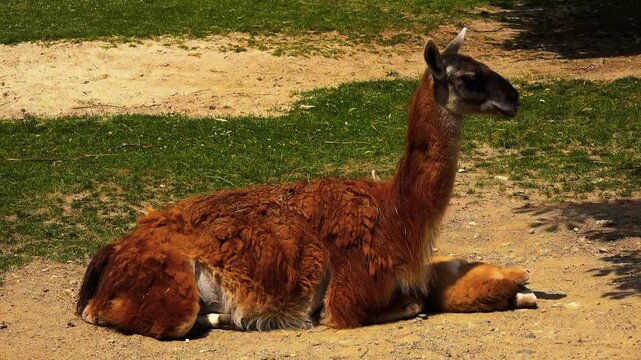 A breathtaking cinematic medium full shot capturing a graceful wild guanaco resting comfortably in a seated position on dry arid ground within a sun-dappled Patagonian field.