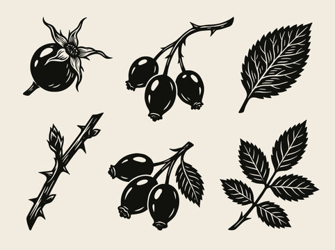 Botanical rosehip collection with berry cluster and serrated leaf, black ink linocut style on cream background