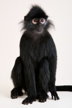 Black Langur Monkey Perched Poised: A striking black langur monkey with inquisitive eyes and fluffy hair sits calmly against a plain background, showcasing its unique features and gentle demeanor.