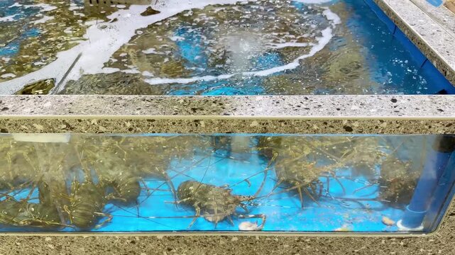 Supermarket Live Seafood Display &ndash; Fresh Crabs, Lobsters, Prawns, Mussels, Clams and Other Shellfish in Aerated Aquarium