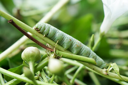 Green caterpillar crawling on garden plant stem macro