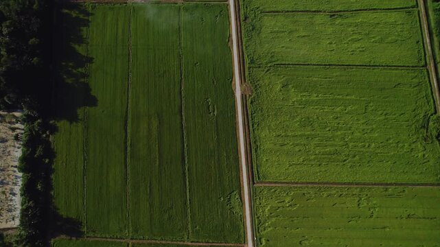 Aerial footage reveals expansive rice fields arranged in geometric agricultural parcels across the countryside of Penang, Malaysia, showcasing rice cultivation and tropical farming from above.