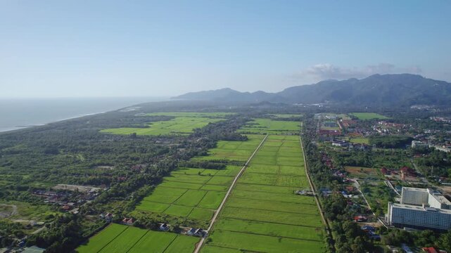 Sweeping drone orbit showcases the scale and geometric patterns of rice farming in Malaysia, with cultivated fields, rural infrastructure, tropical vegetation and mountains.