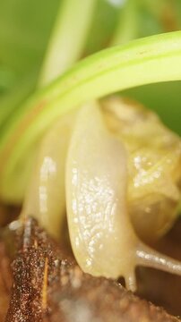 Pale Snail Crawls Beneath Green Plant Stems Over Dark Soil, Macro View Reveals Translucent Shell And Delicate Tentacles, Nature And Biodiversity Vertical video.