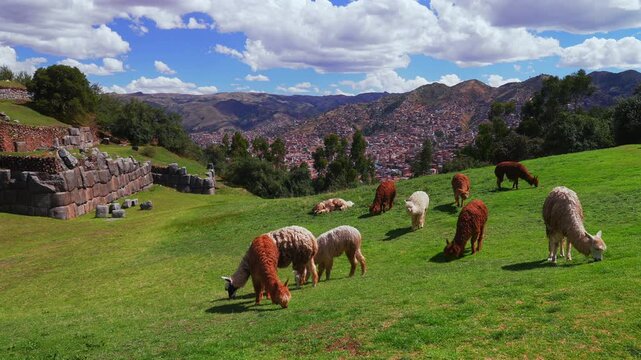 City of Cuzco Cusco alpaca llamas wildlife animals Saqsaywaman Inca temple Peru cityscape landscape rainy season sunny afternoon blue sky Peruvian Andes Anta Province Plaza de Armas static