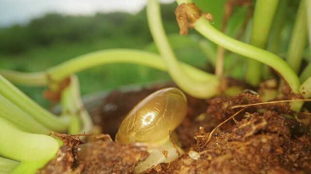 Small Snail Crawls Across Moist Soil Beneath Green Plant Stems, Revealing Garden Wildlife and Natural Growth
