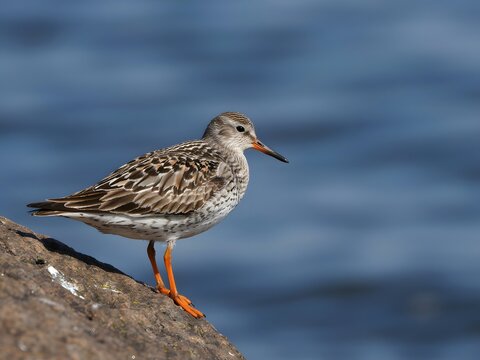 Side profile of small sandpiper bird perched on rocky shore by calm blue water at sunset