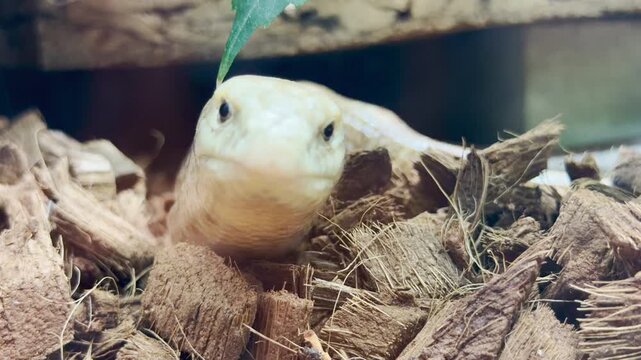 A sandfish skink peeks out from wood chips in its zoo enclosure in Saint Petersburg. This cute reptile brings a wonderful feeling of calm wonder and quiet joy.