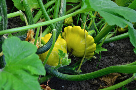 Yellow Pattypan Squash Growing on Vine in Vegetable Garden, close up, organic gardening, scallop squash