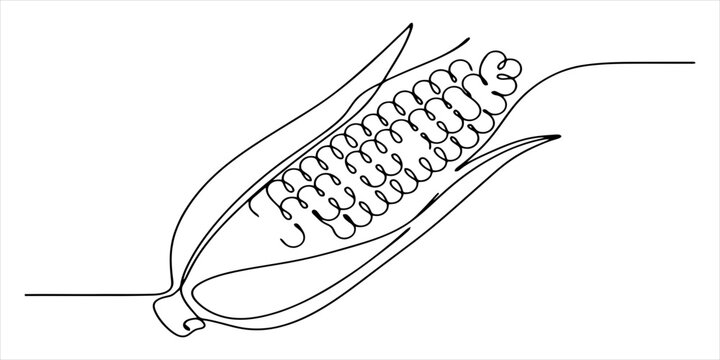 Continuous single line drawing of a fresh corn cob with leaves for healthy food and farm harvest organic vegetables concept art in simple black ink style