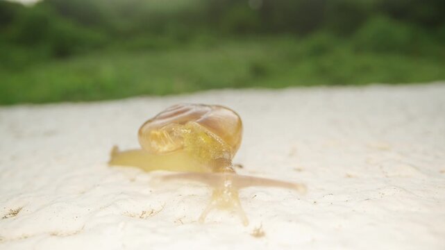 Tiny Land Snail Crawls Across a White Surface, With Soft Green Background Supporting Nature And Growth