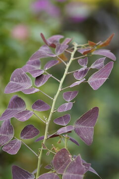 butterfly-shaped leaves Scientific Name is Bauhinia purpurea, and common names are Butterfly Tree, Purple Orchid Tree, Camel's Foot, Hawaiian Orchid Tree, Purple Bauhinia, Alibangbang.