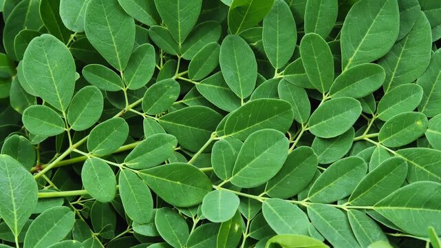 Fresh Moringa Leaves in Natural Light