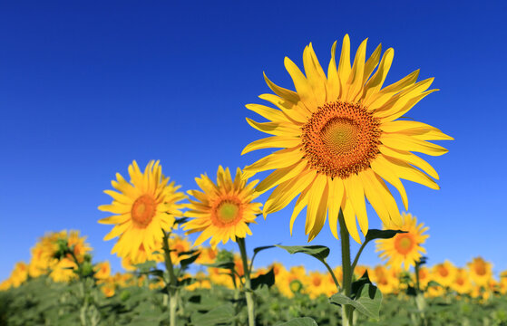Vibrant sunflowers bloom under a clear blue sky in a Ukrainian field