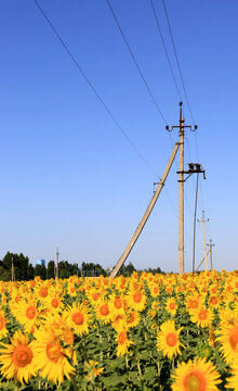 Vast sunflower field under a clear blue sky with power lines and poles