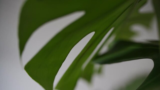 monstera leaf close-up