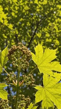 Fresh green maple leaves and budding flowers glowing in the bright morning sunlight