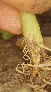 Close Up of Fingers Inspecting a Damaged Melon Stem And Exposed Roots Eaten by Pests in Soil, Showing Severe Plant Injury And Agricultural Crop Loss Vertical video.
