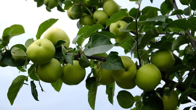 Green apples on tree in an orchard - Malus domestica - White Transparent. Natural produce and agriculture background. Fresh and juicy apples ready for harvest. Rural landscape, Orchard.