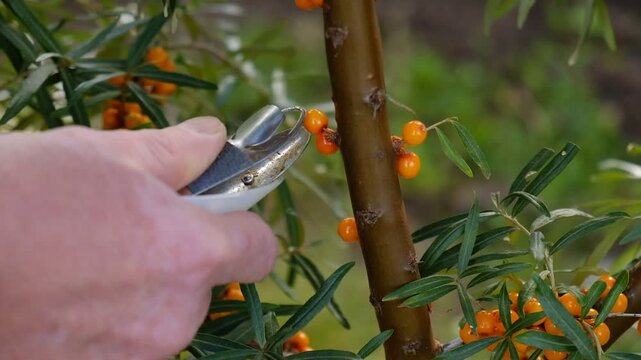 Sea buckthorn berries harvested from a thorny branch with a specialized berry-picking tool during the seasonal agricultural harvest. Hippophae rhamnoides a natural superfood, medicinal plant.
