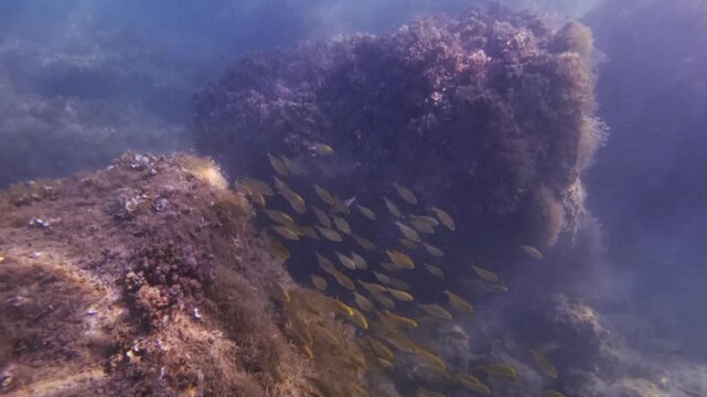 School of small fish swimming over red algae covered rocks on an ocean reef, illustrating marine life and ecosystems