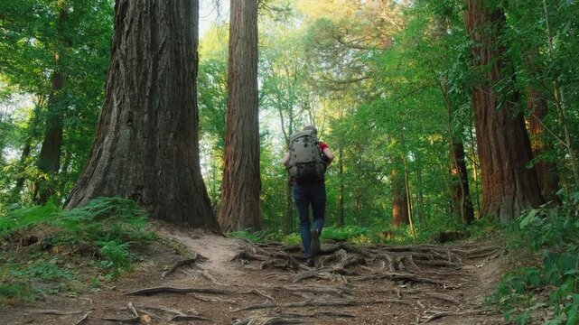 Hiker with backpack in a redwood forest walking on mighty roots of tall green trees. Following shot in slow motion.