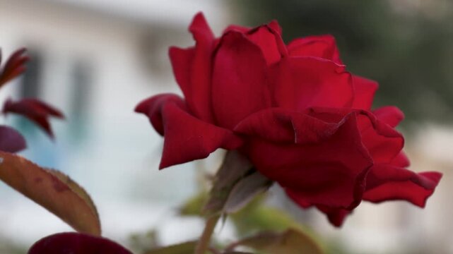 Close-up of a red rose on a plant, suitable for decorating a page or a gift