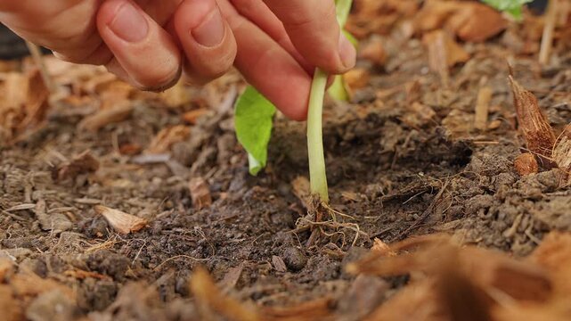 Hand Inspects a Severely Wilted Melon Leaf After Pest Damage, Showing Plant Stress, Loss of Vitality And Declining Crop Health in a Home Garden