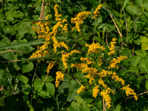 Bright yellow flower panicles of Canadian goldenrod Solidago canadensis bloom among dense green vegetation while insects forage for nectar. Natural summer habitat illustrates pollination, biodiversity