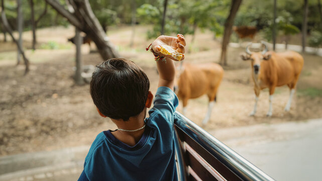 A child feeding a piece of corn to banteng cattle at a wildlife park, showing wildlife education, animal interaction, and a close connection between children and nature.