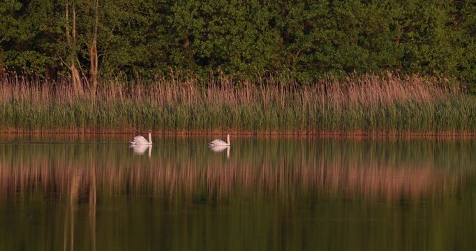 Mute Swan carrying three cygnets on back with partner swimming on calm mirror lake surface at early sunrise in slow motion