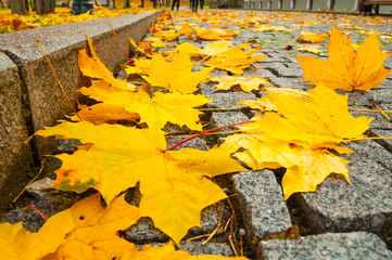 Fototapeta premium Yellow maple fallen leaves scattered on stone cobblestone walkway in park, autumn leaves background