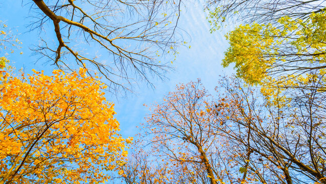 Autumn trees in the October forest. Treetops with vibrant yellow, orange, and green autumn leaves against blue sky