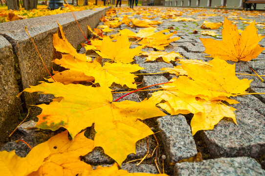 Yellow maple fallen leaves scattered on stone cobblestone walkway in park, autumn leaves background