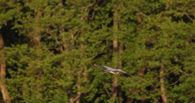 Grey Heron standing in lake water as another Grey Heron flies past lush green forest in sunset light in slow motion